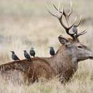 Assemblage Starlings Searching For Parasites On Red Deer Stag Godrick