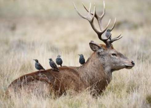 Assemblage Starlings Searching For Parasites On Red Deer Stag Godrick