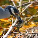 Ecology Crab Impaled By A Yellow Crowned Night Heron Sanibel Island, Florida, Usa Lori Skelton