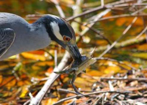 Ecology Crab Impaled By A Yellow Crowned Night Heron Sanibel Island, Florida, Usa Lori Skelton